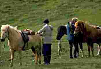 First aid for riders, stables and trek leaders.