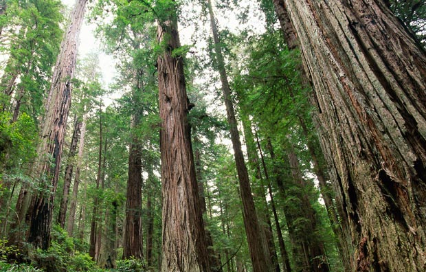 Training for Foresters and Tree Surgeons